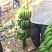 威廉斯香蕉七成熟