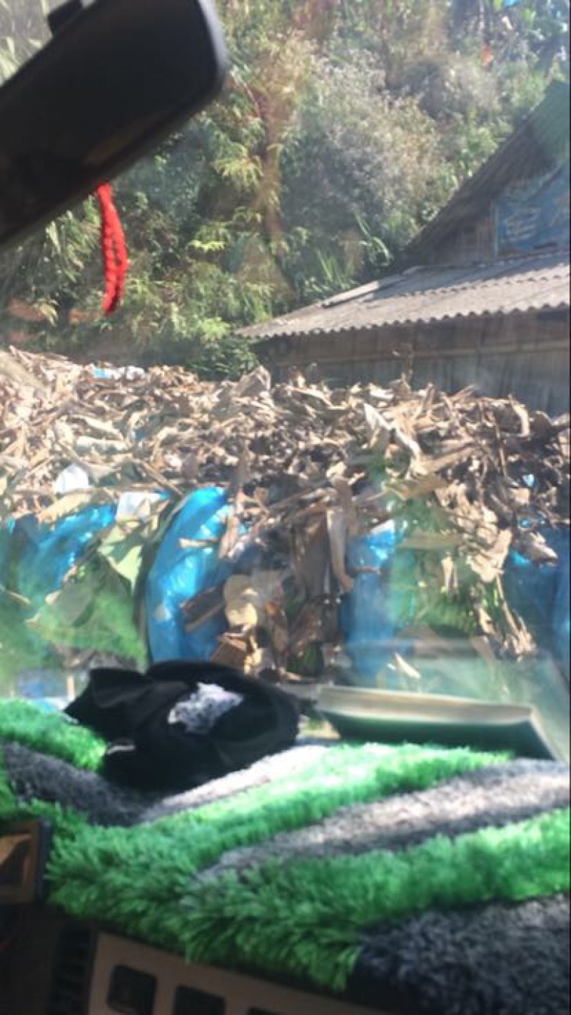 威廉斯香蕉七成熟