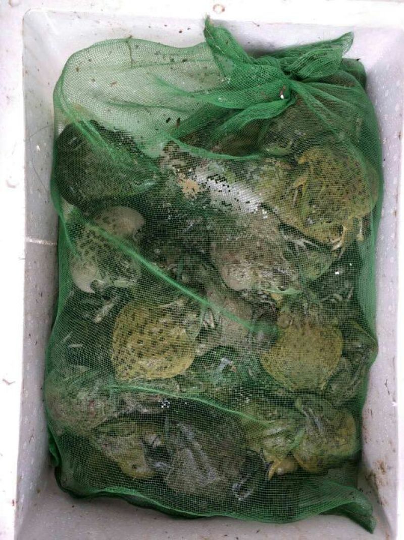 牛蛙，蛙类，大量价优，品质优量，物美价廉