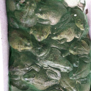 牛蛙，蛙类，大量价优，品质优量，物美价廉