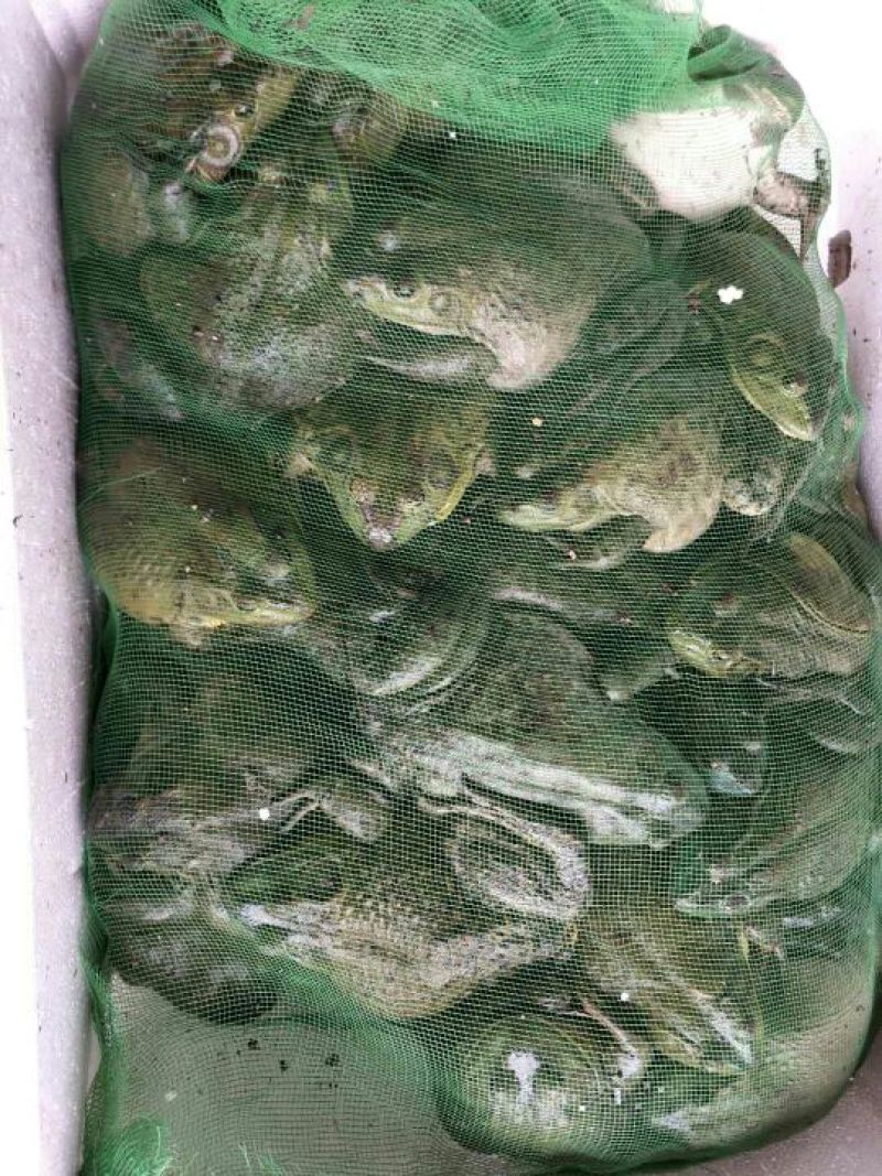 牛蛙，蛙类，大量价优，品质优量，物美价廉
