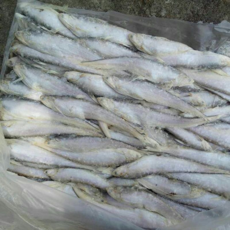 刀鱼食用冻鱼