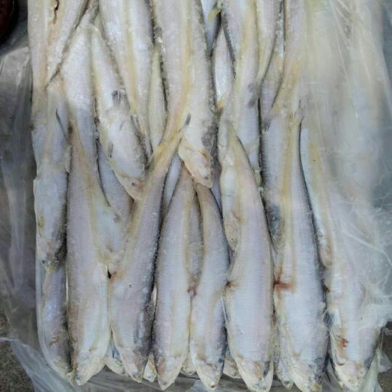 刀鱼食用冻鱼
