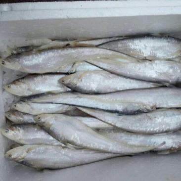 刀鱼食用冻鱼