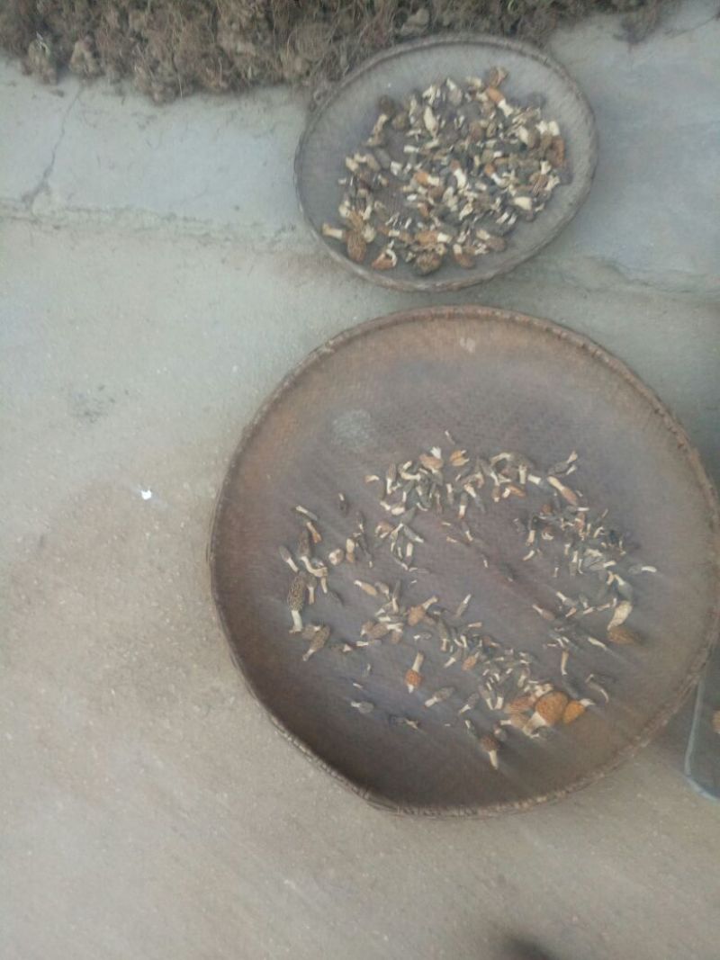 羊肚菌一级品