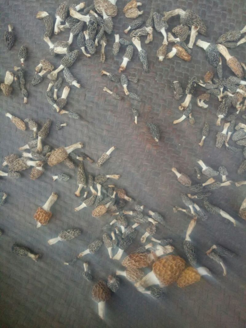 羊肚菌一级品