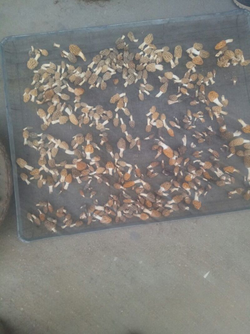 羊肚菌一级品
