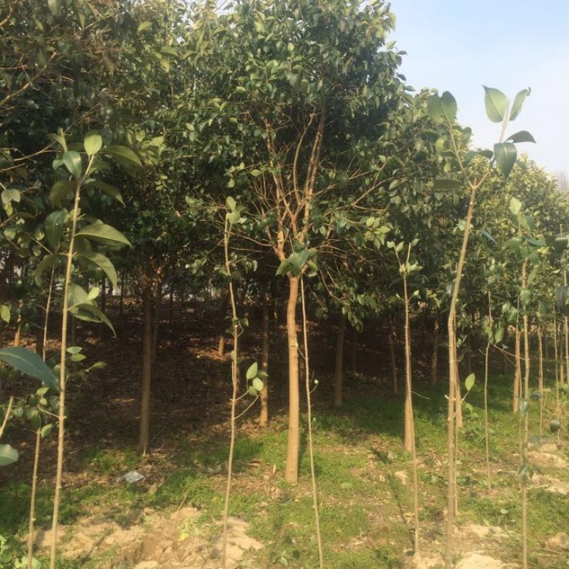 大叶女贞4~6cm