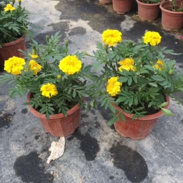 孔雀草