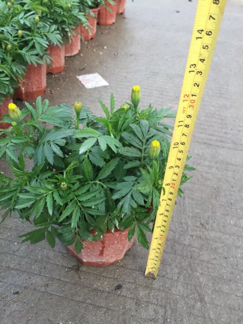 孔雀草