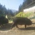 生猪100~150公斤