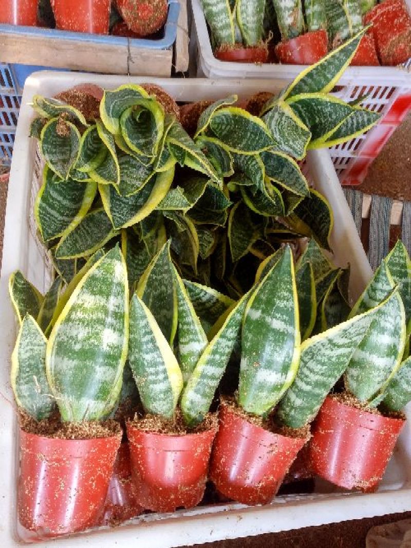 虎皮兰
