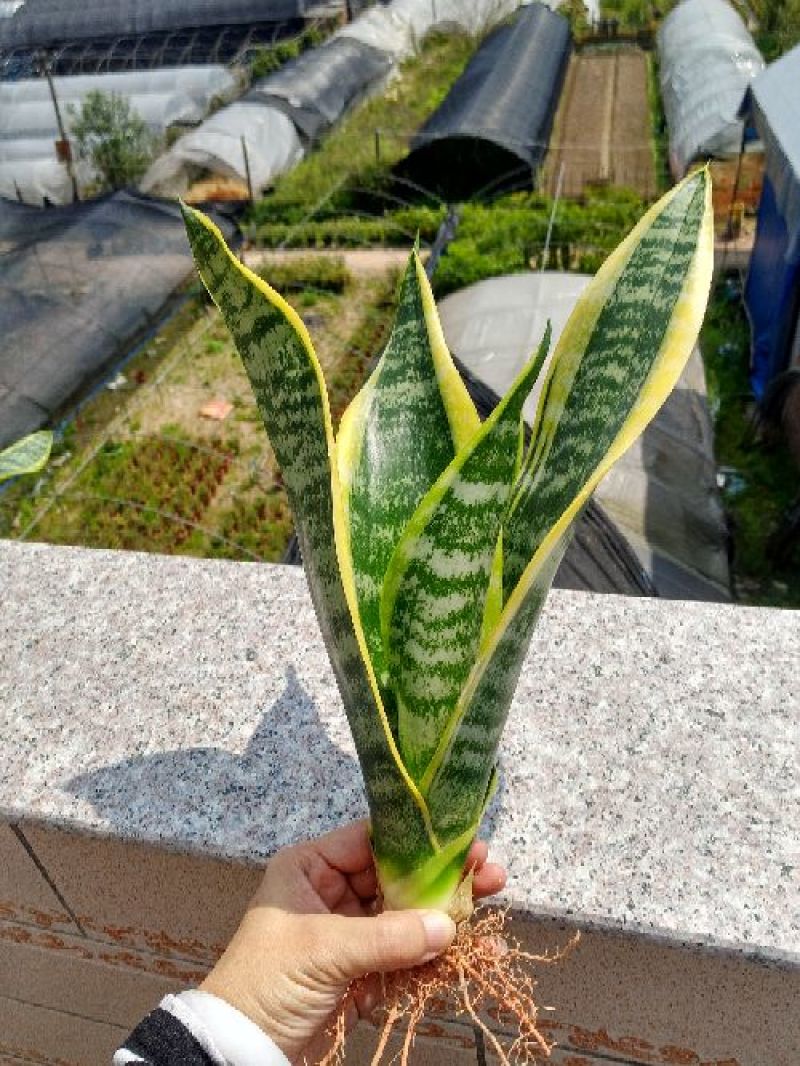 虎皮兰