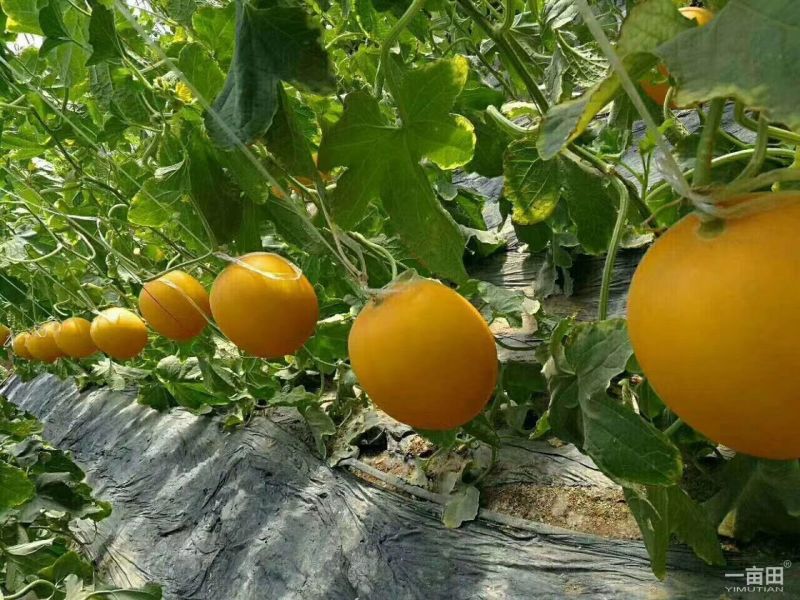 【5月下旬上市】黄河蜜甜瓜统货2斤以上