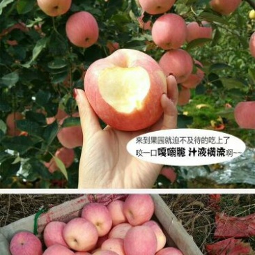 冰糖心苹果75mm以上膜袋货原产地直销量大条红