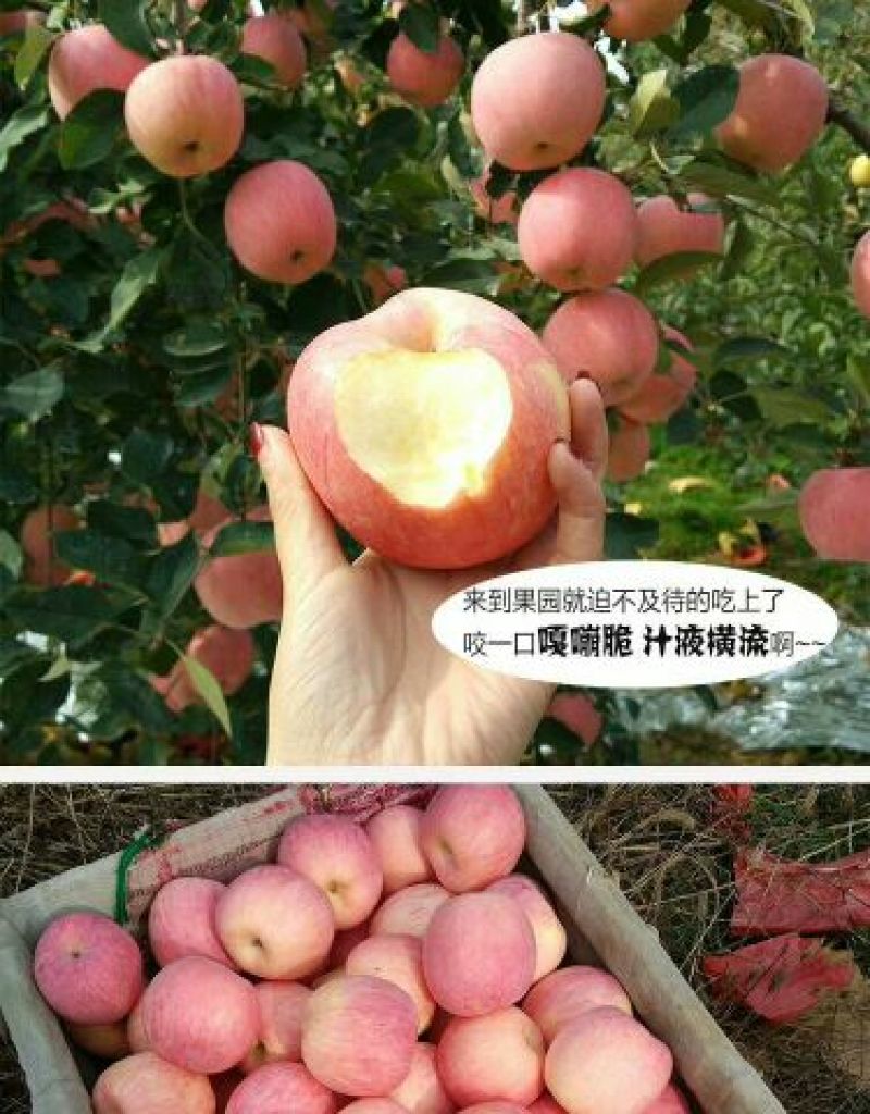 冰糖心苹果75mm以上膜袋货原产地直销量大条红