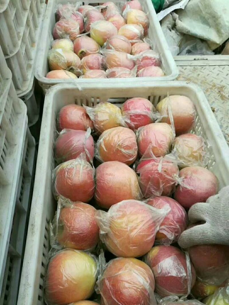 冰糖心苹果75mm以上膜袋货原产地直销量大条红