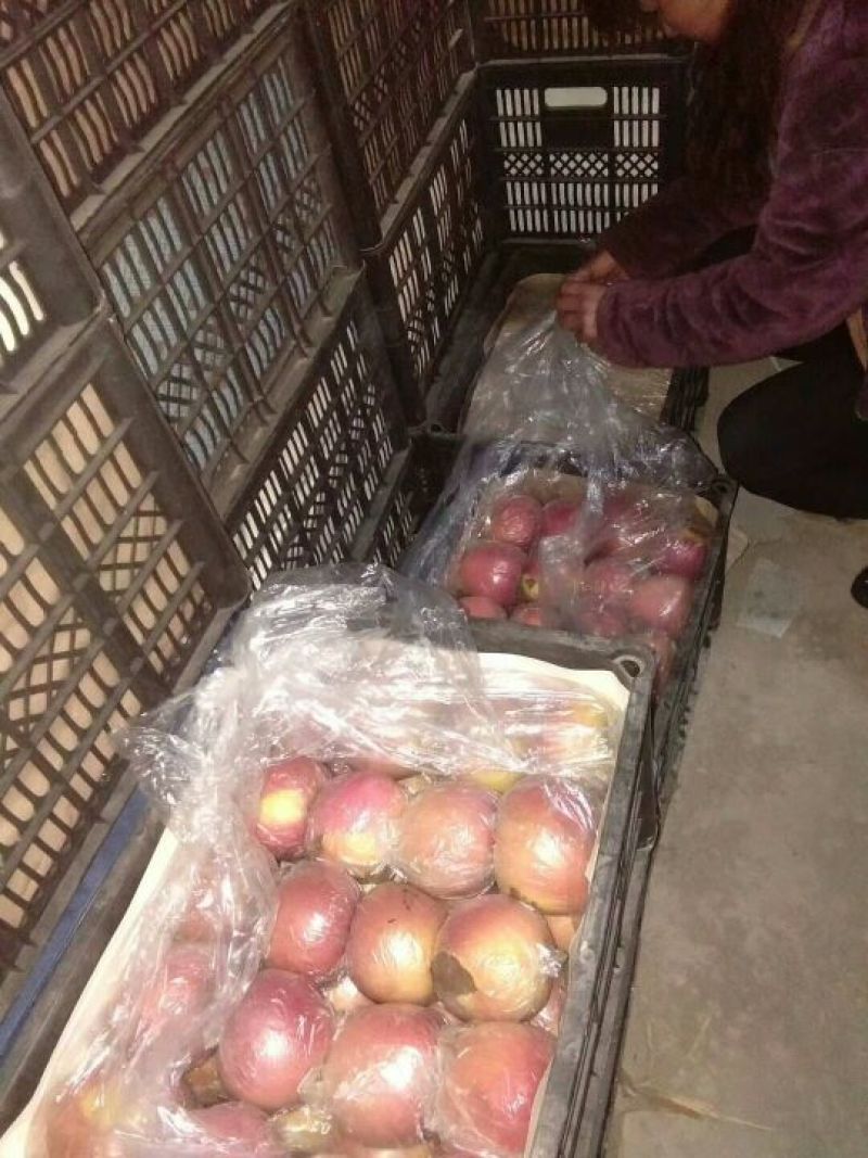 冰糖心苹果75mm以上膜袋货原产地直销量大条红