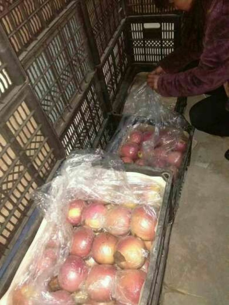 冰糖心苹果75mm以上膜袋货原产地直销量大条红