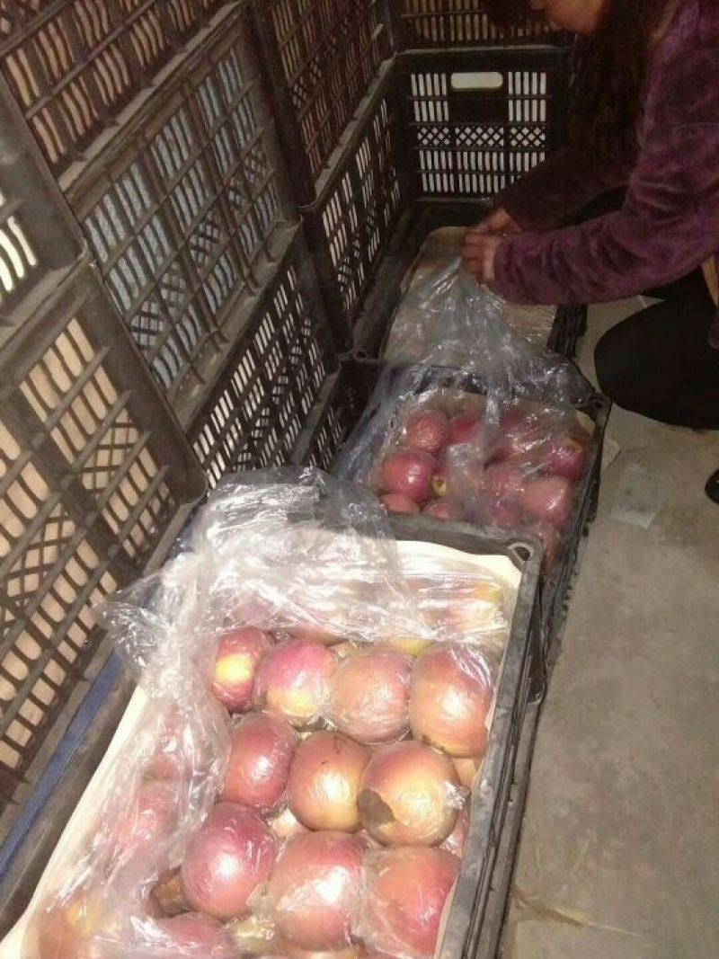 冰糖心苹果75mm以上膜袋货原产地直销量大条红