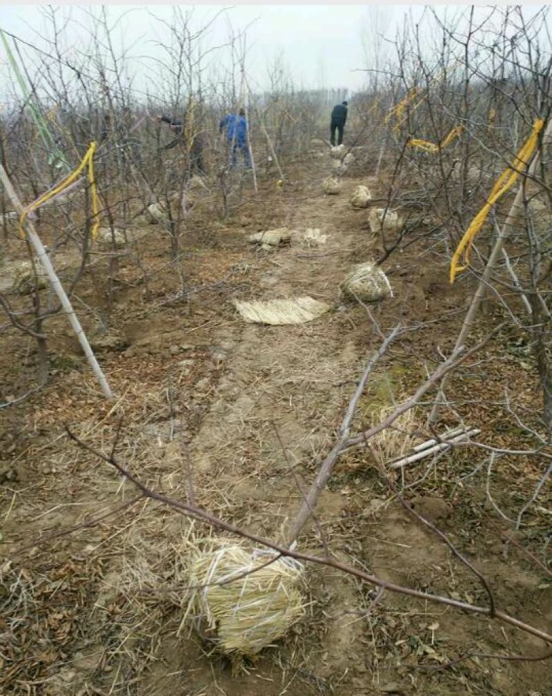 大枣树苗占地冬枣绿化苗成活率高树苗大量供货量大从优