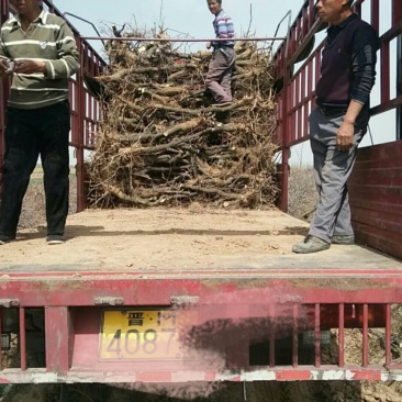 大枣树苗占地冬枣绿化苗成活率高树苗大量供货量大从优