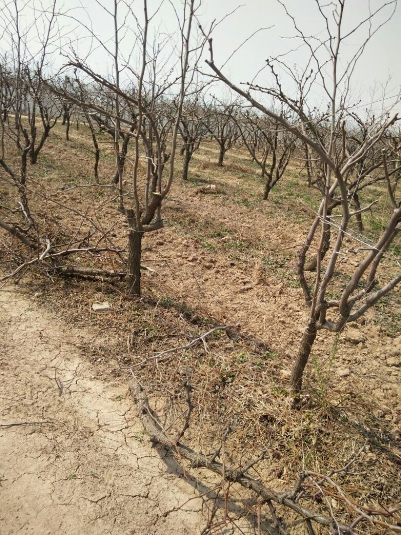 大枣树苗占地冬枣绿化苗成活率高树苗大量供货量大从优