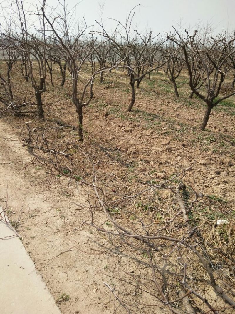 大枣树苗占地冬枣绿化苗成活率高树苗大量供货量大从优
