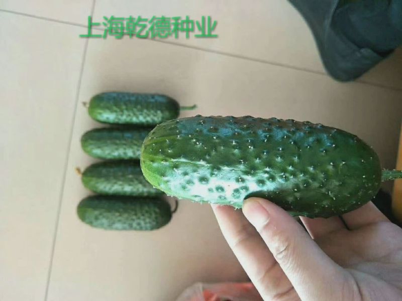 乾德1277刺瘤大圆柱状春秋保护地水果黄瓜