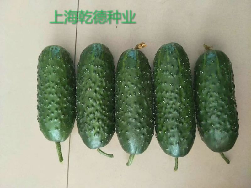 乾德1277刺瘤大圆柱状春秋保护地水果黄瓜