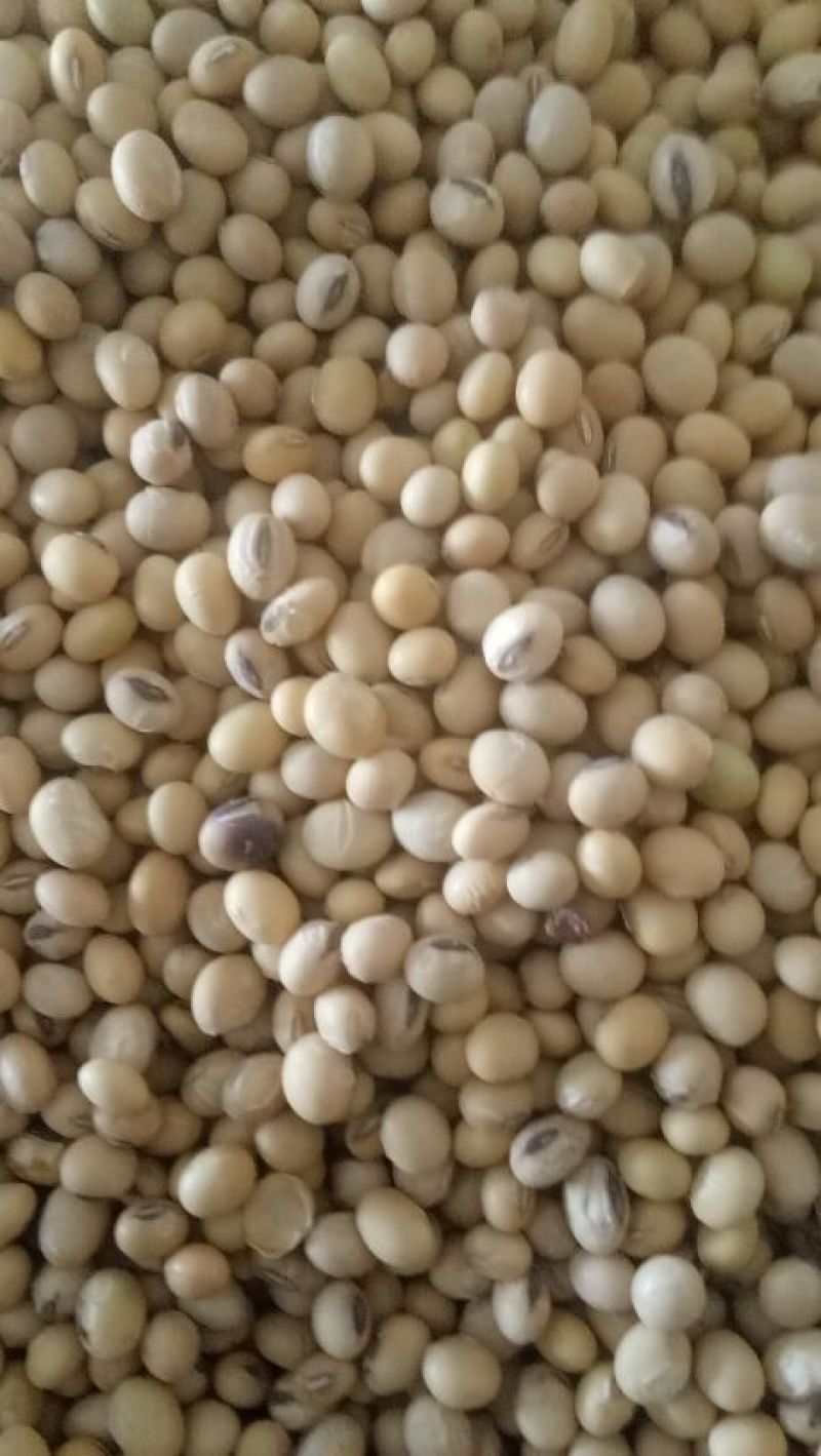 出售优质苏北大豆，高蛋白水份干做豆腐豆制品用
