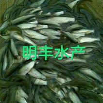 草鱼鱼苗人工养殖活鱼0.05公斤