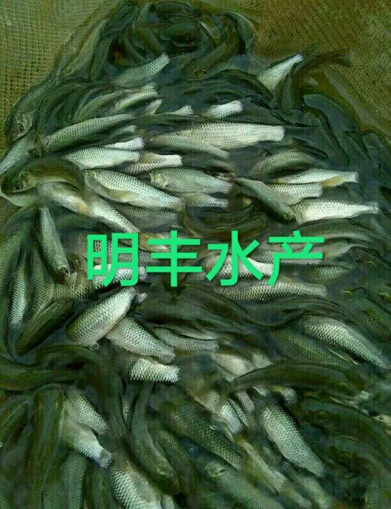草鱼鱼苗人工养殖活鱼0.05公斤