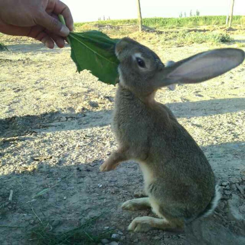 肉兔小兔子，能自己进食