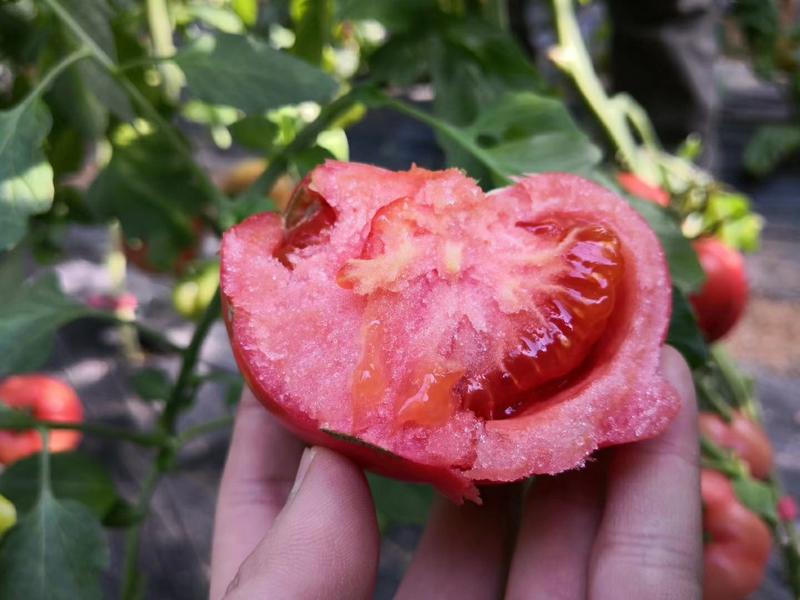 山东海阳市普罗旺斯西红柿，弧三以上精品，产地直发