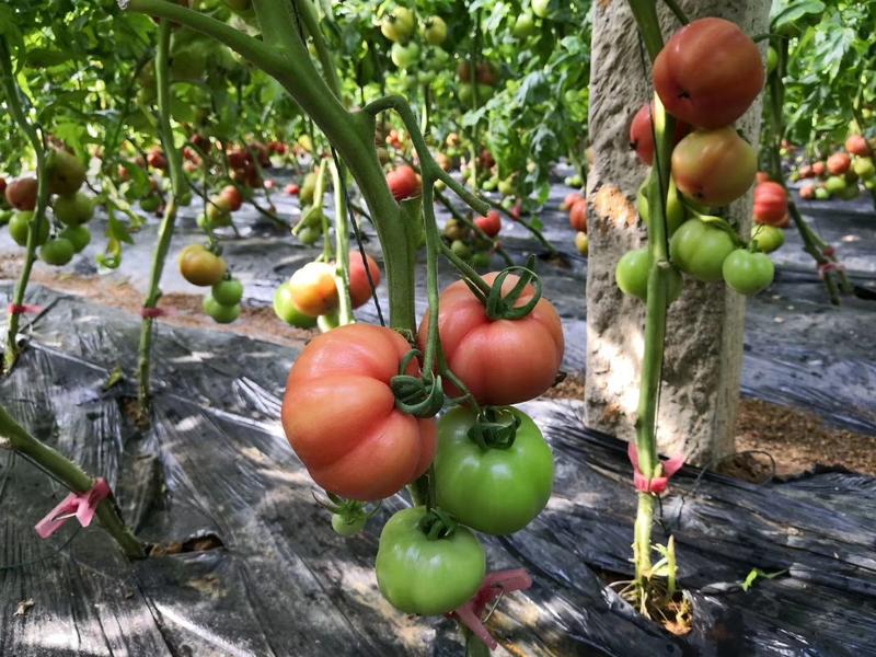 山东海阳市普罗旺斯西红柿，弧三以上精品，产地直发