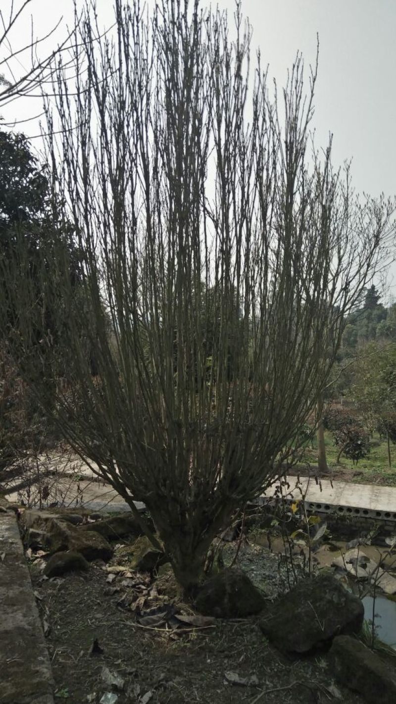 木槿花粉红色大花朵