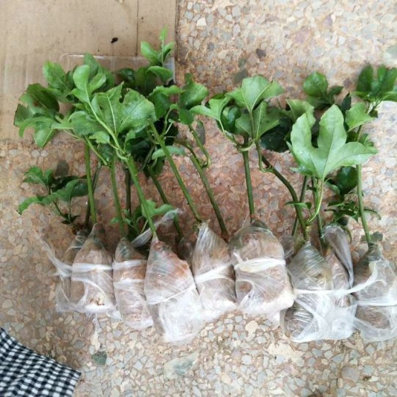 满天星百香果苗10~20cm