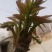 香椿芽10cm以下