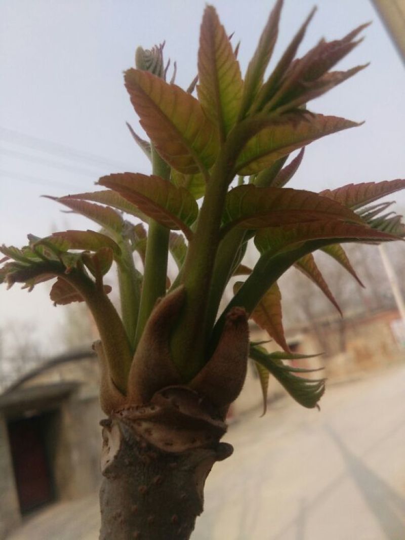 香椿芽10cm以下