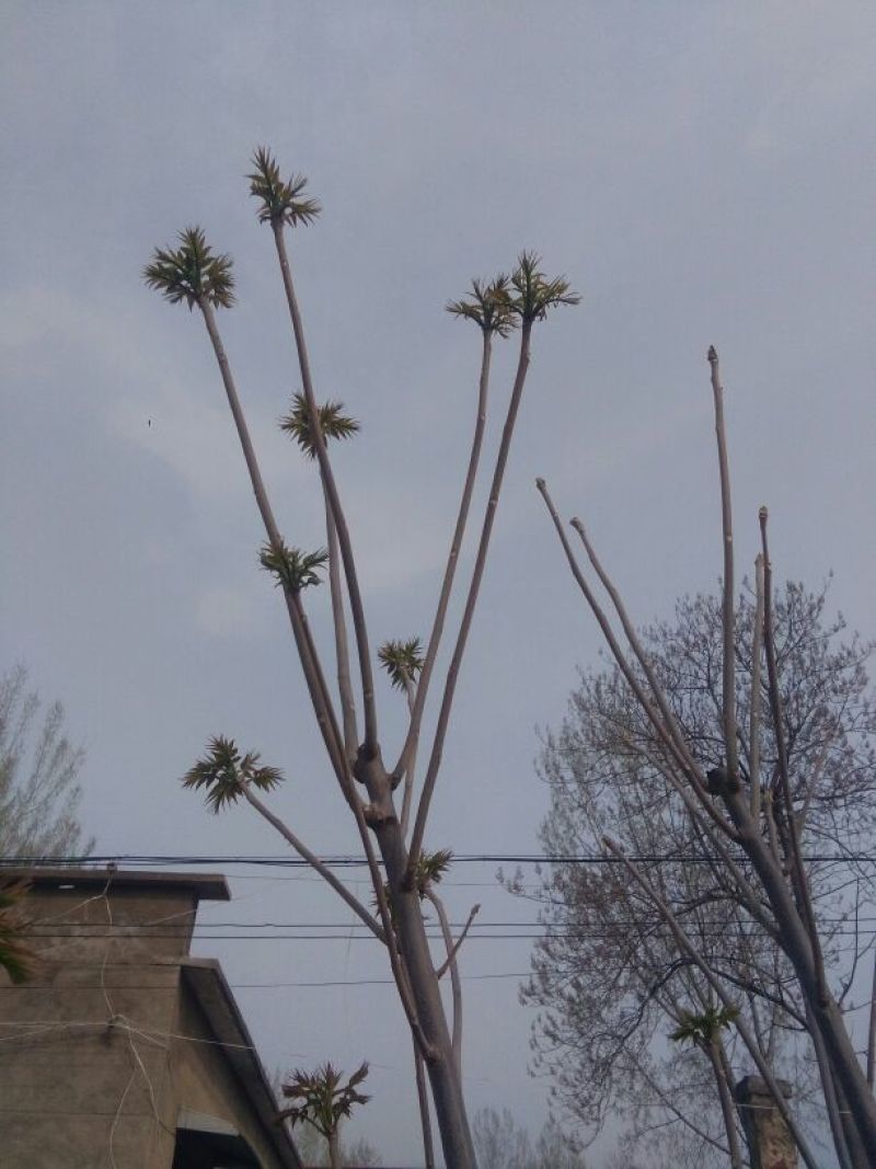 香椿芽10cm以下