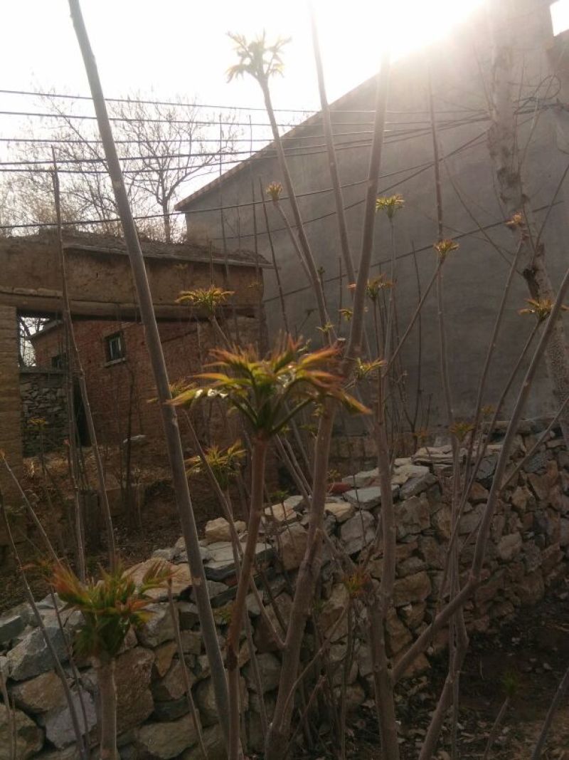 香椿芽10cm以下