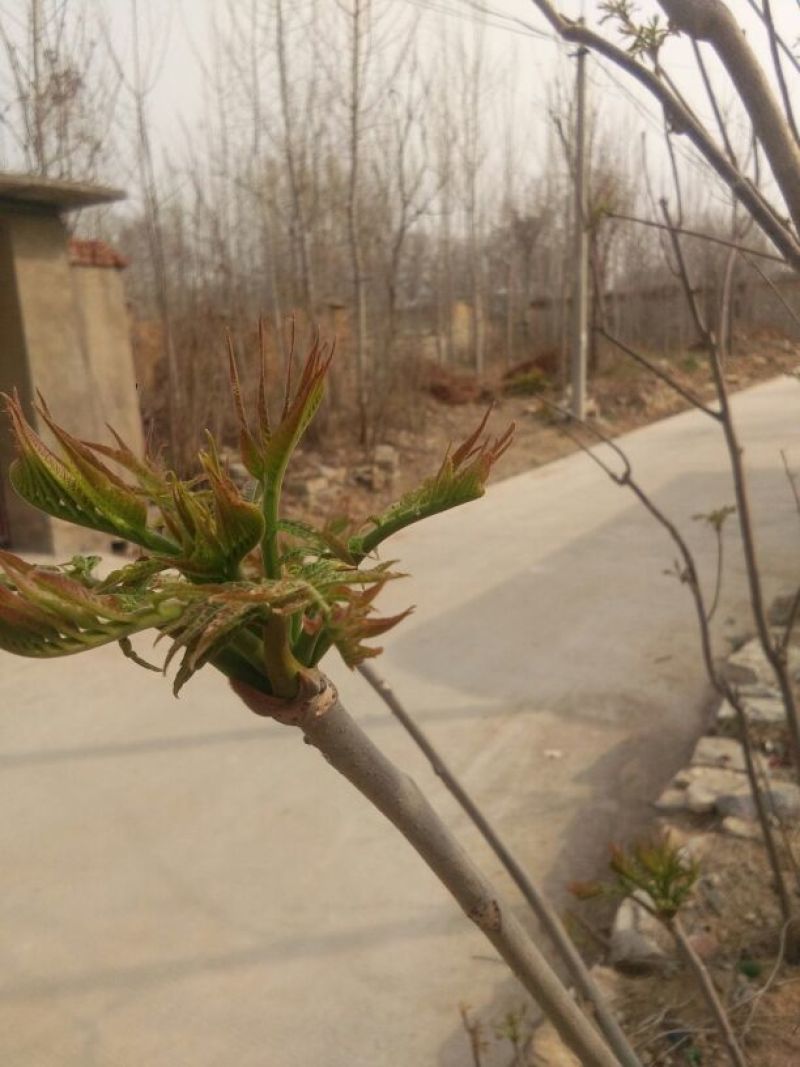 香椿芽10cm以下