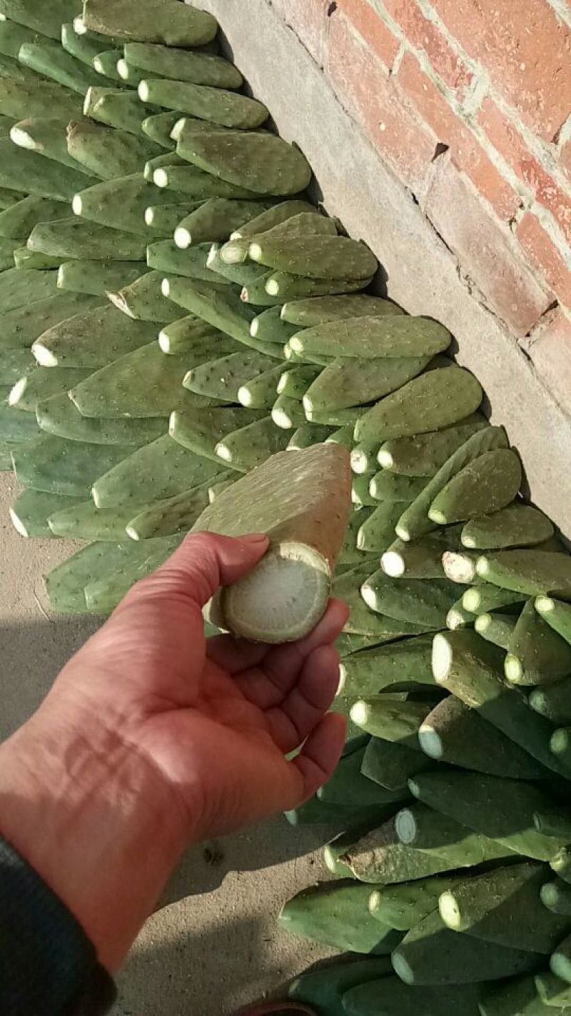米邦塔食用仙人掌6cm