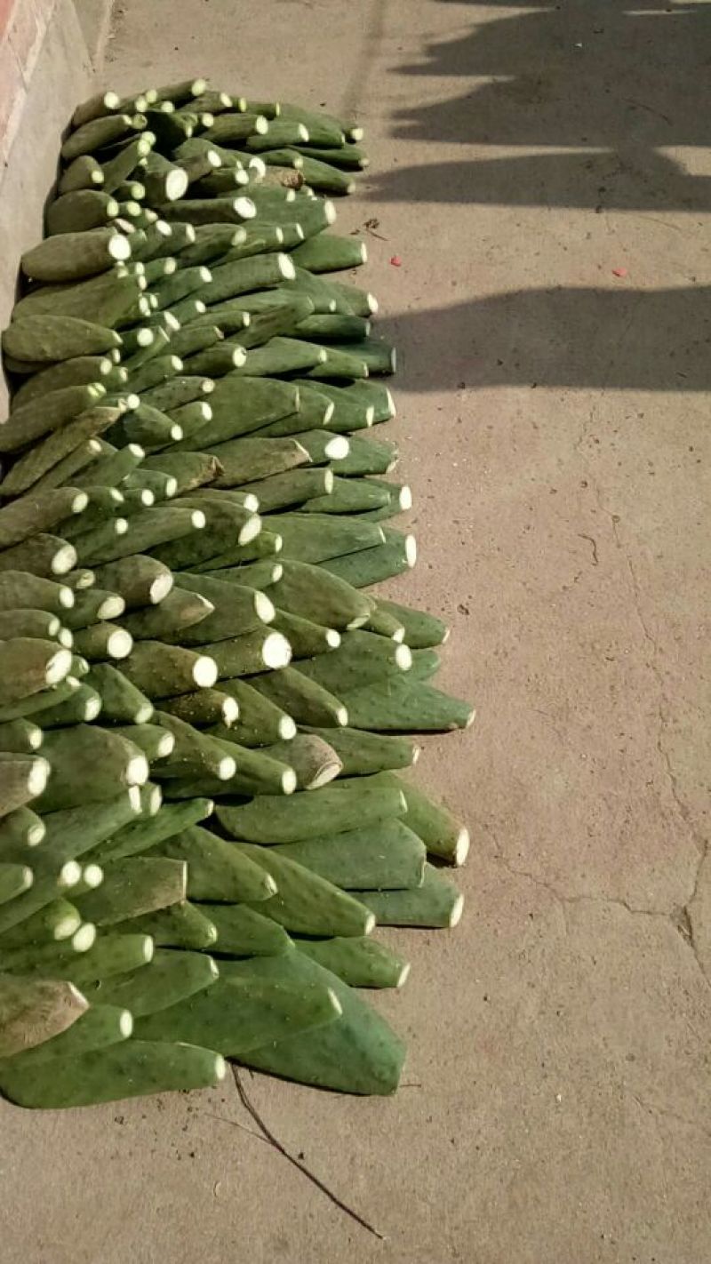 米邦塔食用仙人掌6cm