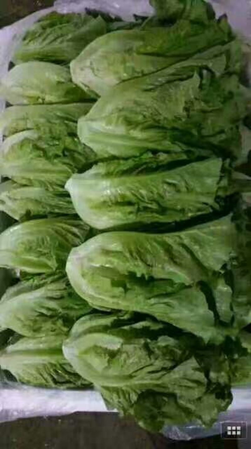 河北生菜大量上市，价格便宜，2两~3两