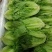 河北生菜大量上市，价格便宜，2两~3两