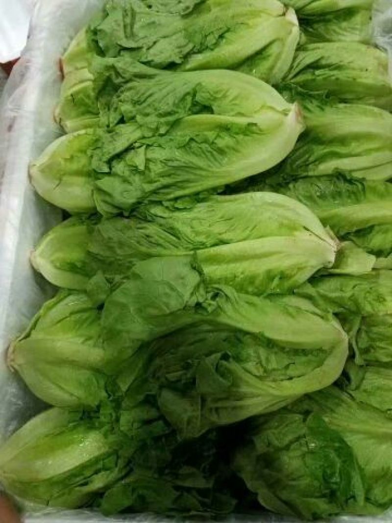 河北生菜大量上市，价格便宜，2两~3两