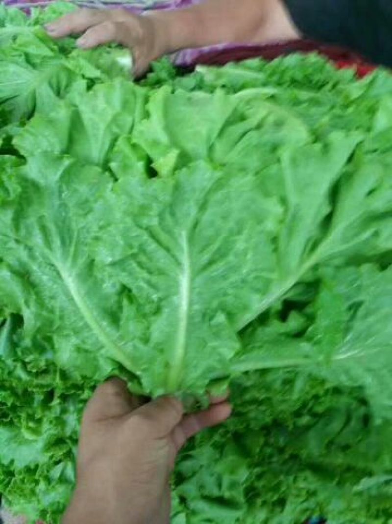 河北生菜大量上市，价格便宜，2两~3两