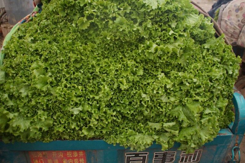 河北生菜大量上市，价格便宜，2两~3两